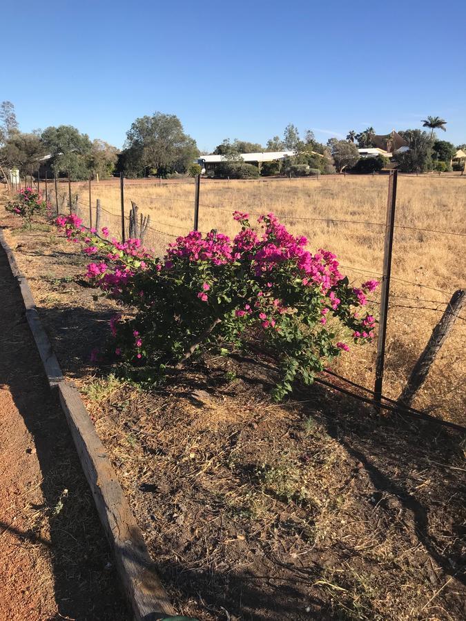 Stork Rd Budget Rooms - Private Rooms With Shared Bathrooms Access To Pool Longreach Exterior photo